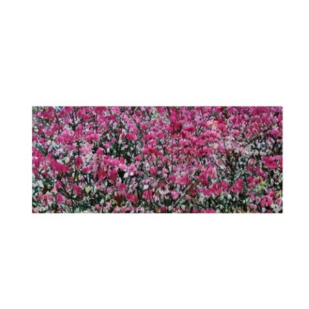 Kurt Shaffer 'Pink Autumn' Canvas Art,8x19